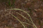 Blackseed speargrass